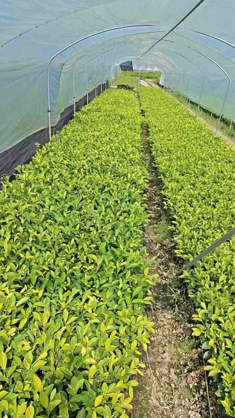黄金榕15-180高，3斤袋7斤袋10斤袋白布袋，基地直销