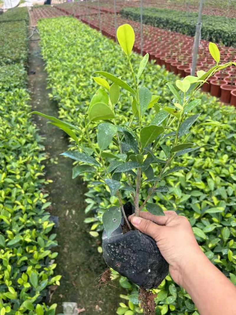 黄金榕15-180高，基地直销，一手货源，无中间商差价