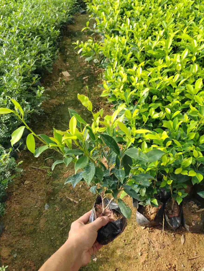 黄金榕15-180高，基地直销，一手货源，无中间商差价