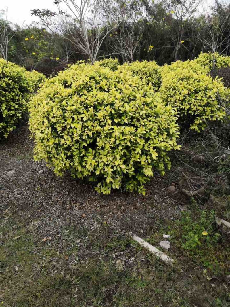 黄金榕15-180高，基地直销，一手货源，无中间商差价