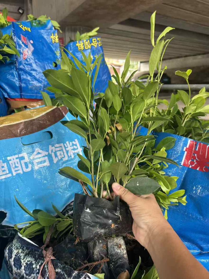 黄金榕15-180高，基地直销，一手货源，无中间商差价
