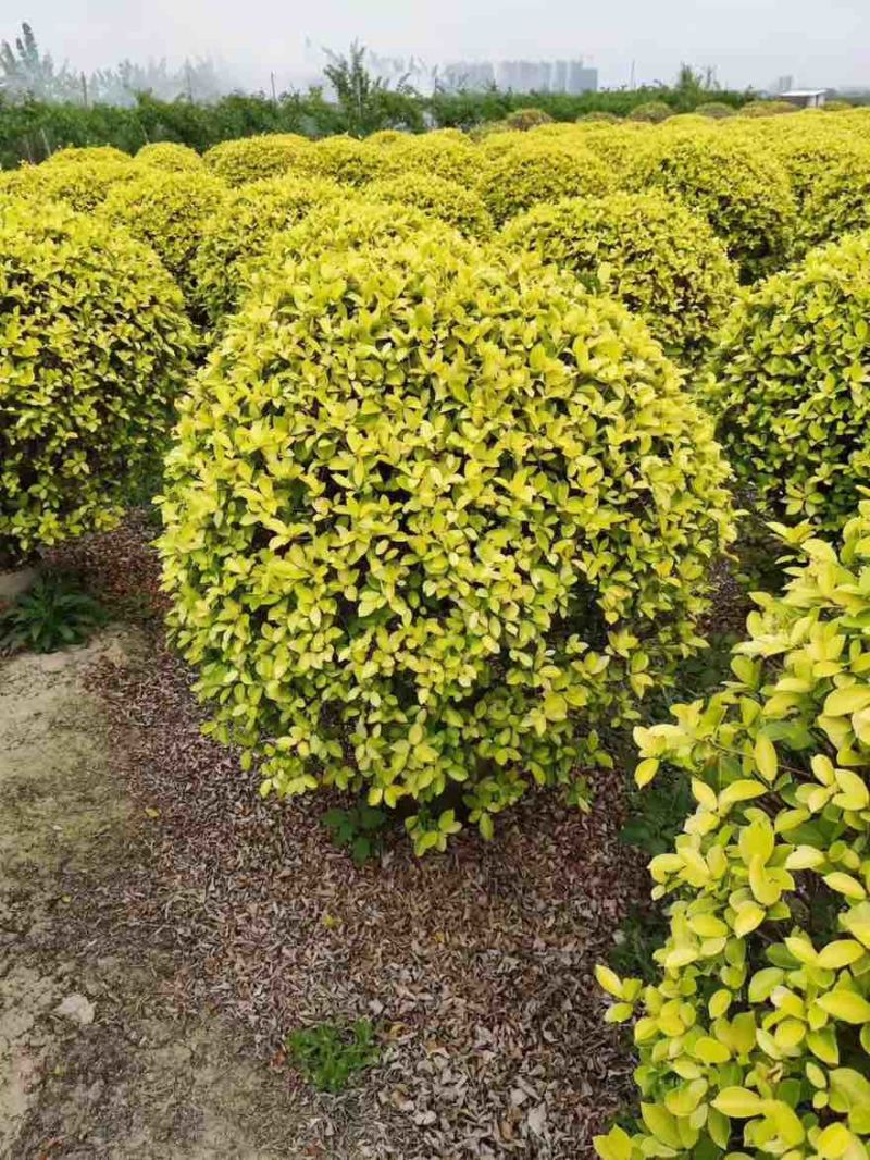 黄金榕50-200高，基地直销，一手货源，大量低价出售