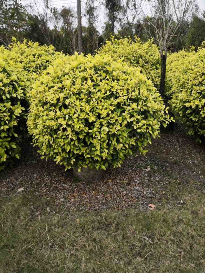 黄金榕50-200高，基地直销，一手货源，大量低价出售
