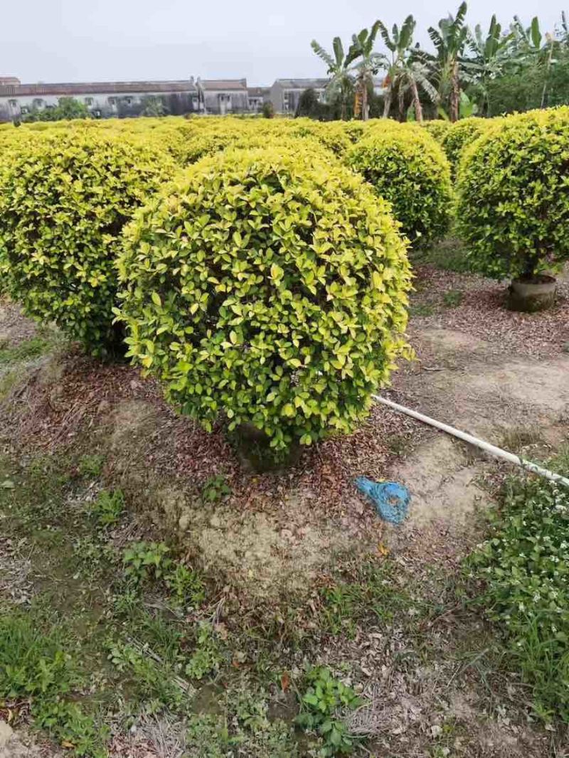 黄金榕50-200高，基地直销，一手货源，大量低价出售