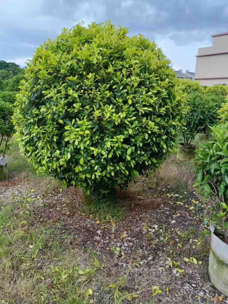 黄金榕50-200高，基地直销，一手货源，大量低价出售