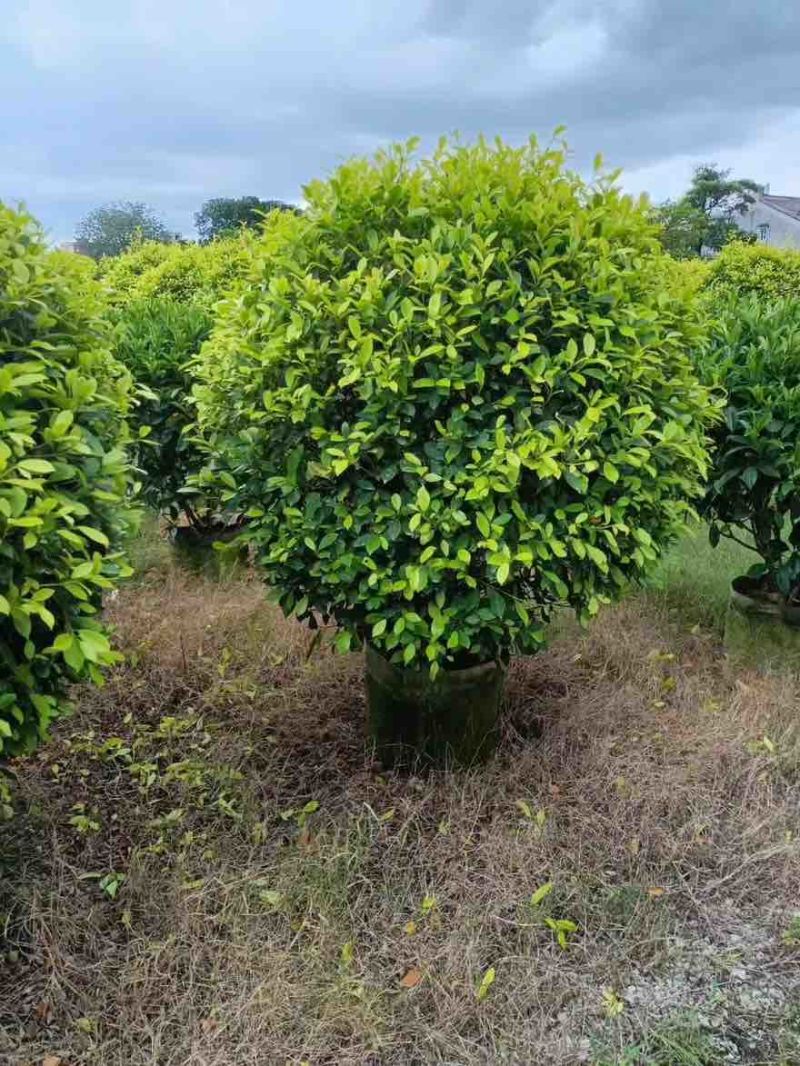 黄金榕50-200高，基地直销，一手货源，大量低价出售