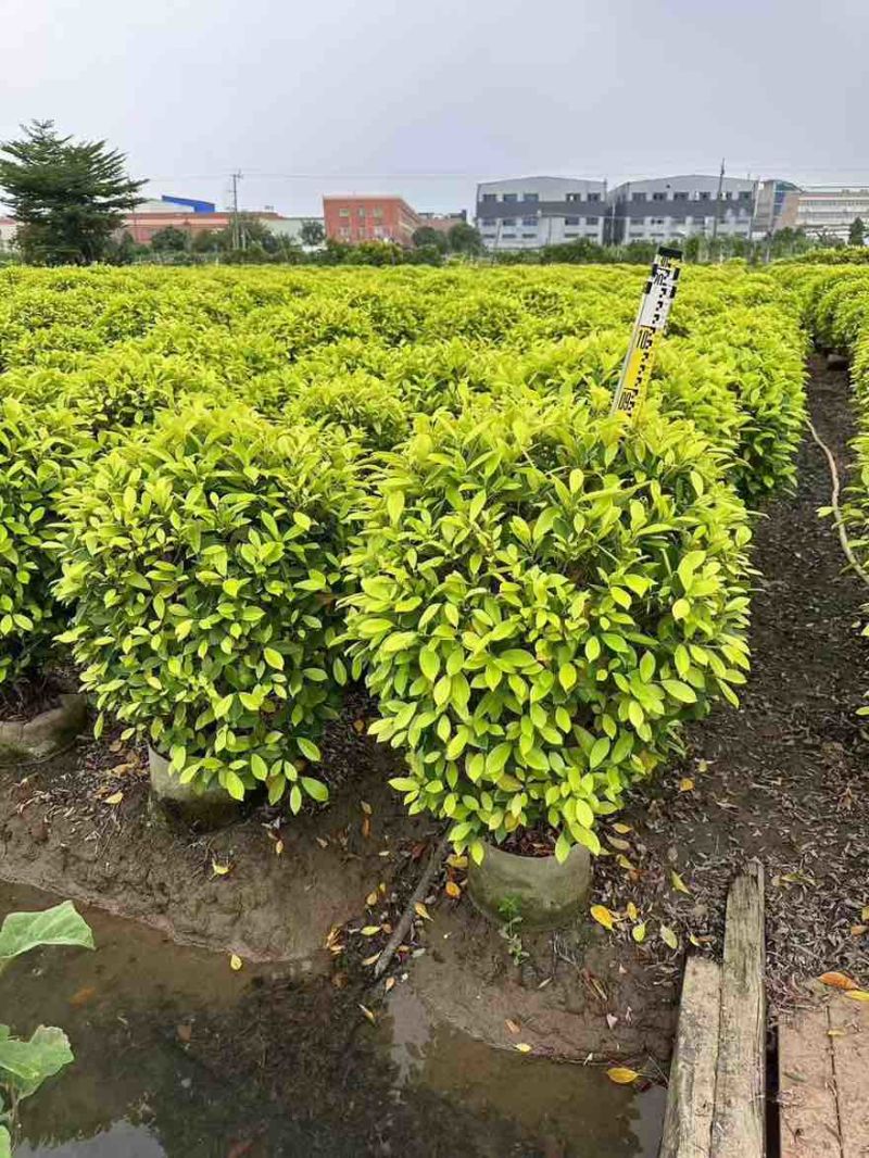 黄金榕50-200高，基地直销，一手货源，大量低价出售