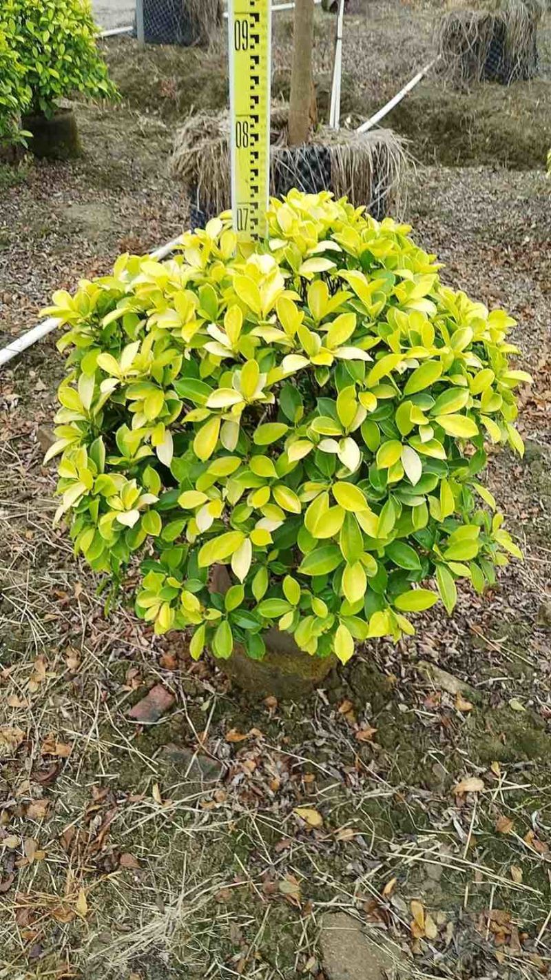 黄金榕50-200高，基地直销，一手货源，大量低价出售