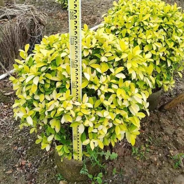 黄金榕50-200高，基地直销，一手货源，大量低价出售