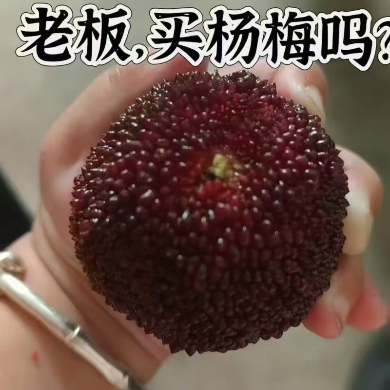 仙居杨梅