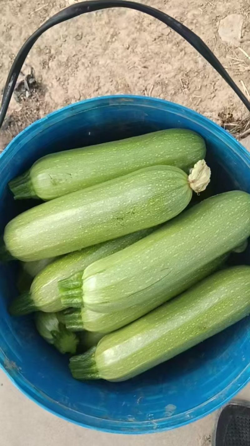 精品西葫芦毛毛钱