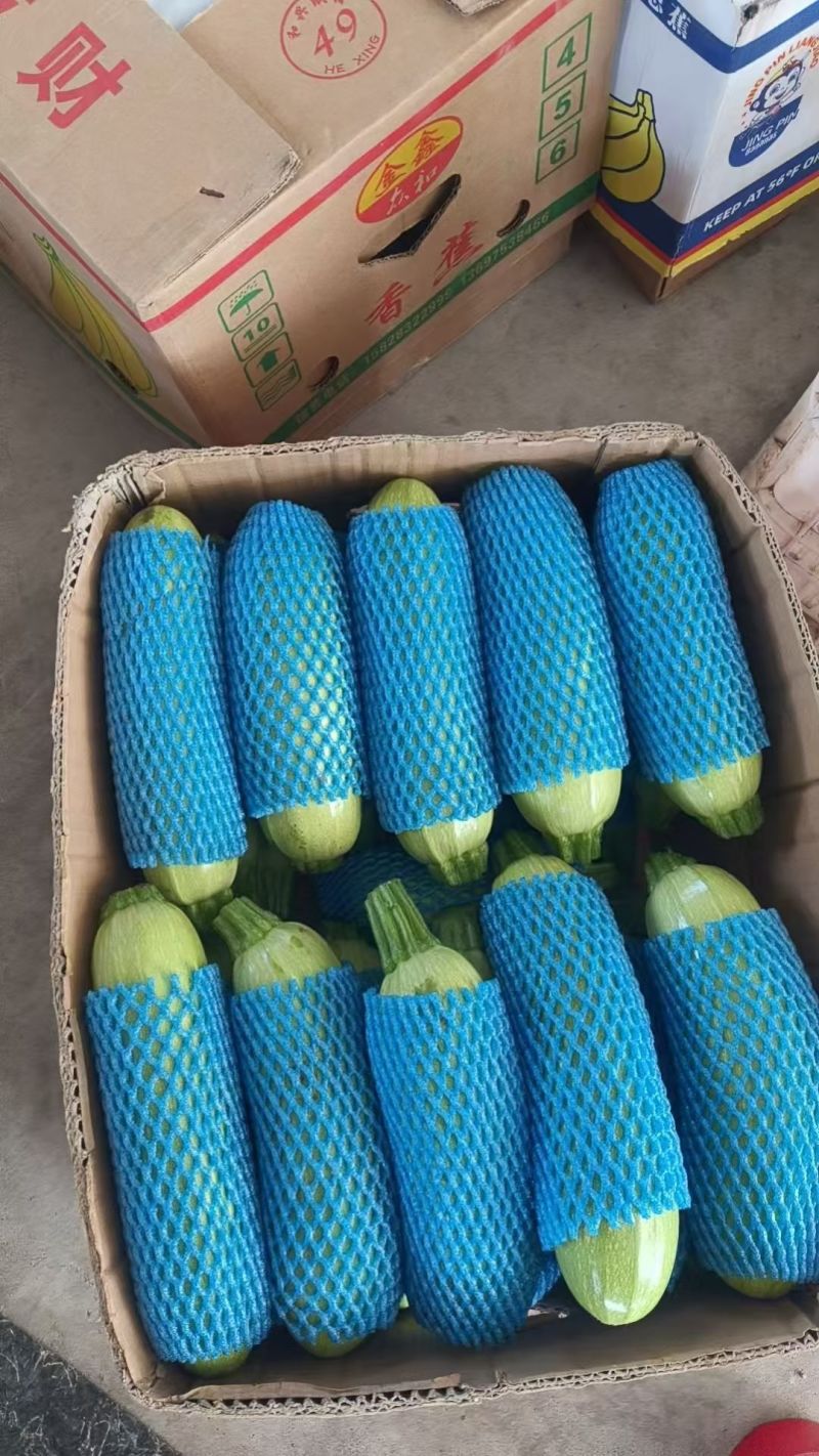 精品西葫芦毛毛钱