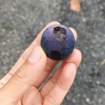 巨峰葡萄