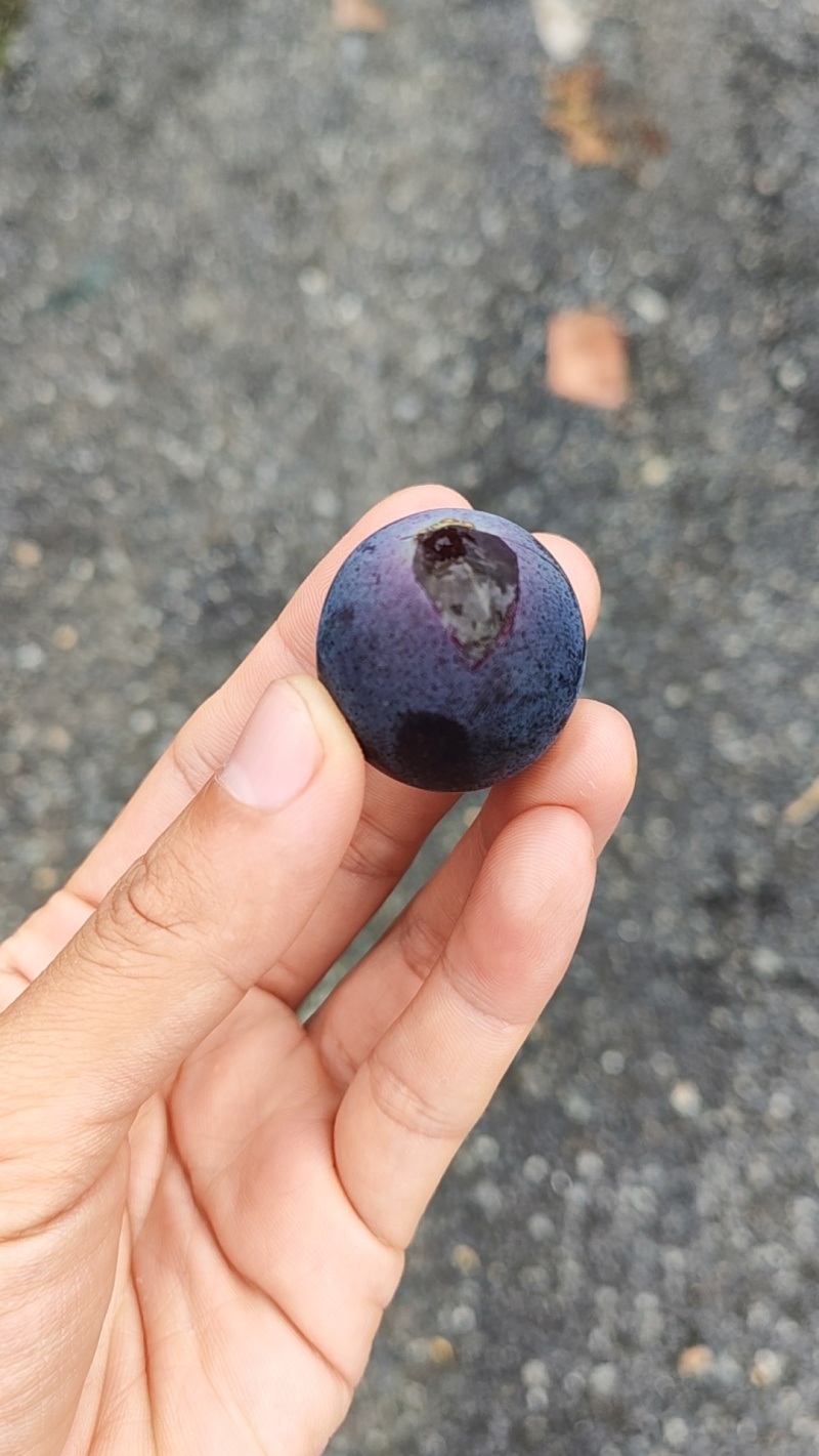 巨峰葡萄