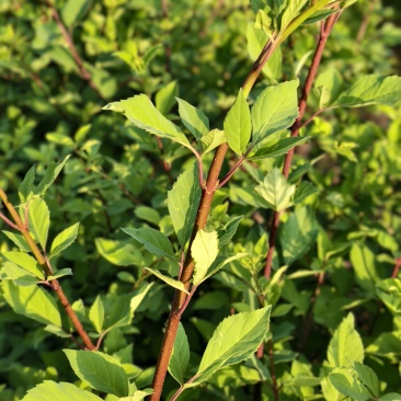 野生连翘茶