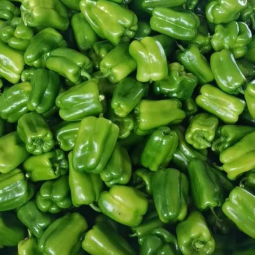 全品类辣椒（青椒，尖椒，芜湖椒，螺丝椒）