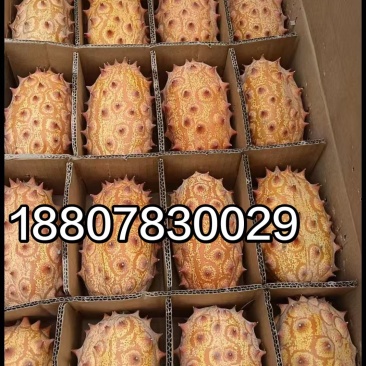 正宗非洲火参果新鲜灭霸同款水果低糖水果刺角瓜现货基地供货
