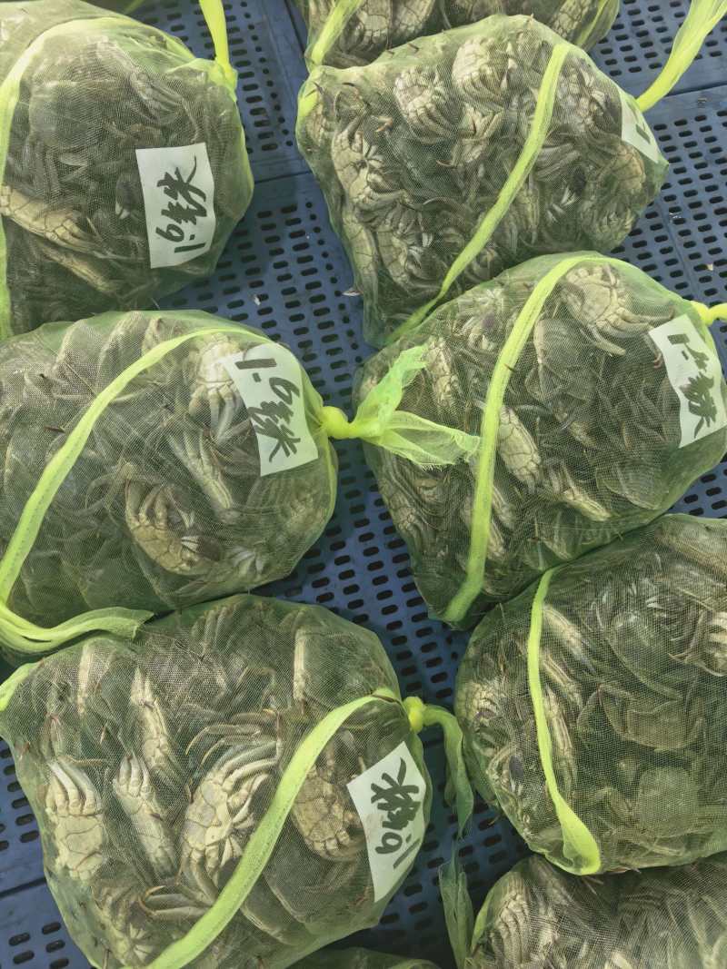 大纵湖清水六月黄，什么规格都有