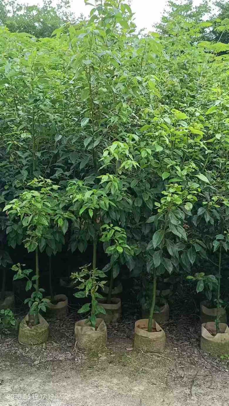 香樟原生苗50-250高，1-5分，基地直销，一手货源