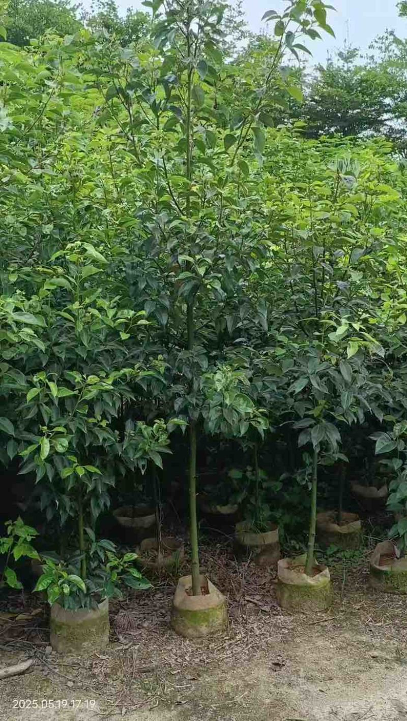 香樟原生苗50-250高，1-5分，基地直销，一手货源