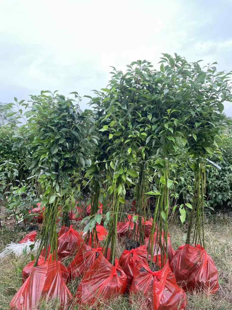 香樟原生苗50-250高，1-5分，基地直销，一手货源
