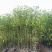 香樟原生苗50-250高，1-5分，基地直销，一手货源