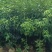香樟原生苗50-250高，1-5分，基地直销，一手货源