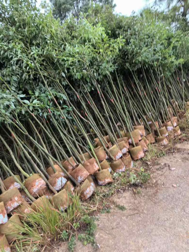 香樟原生苗50-250高，1-5分，基地直销，一手货源