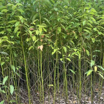 香樟原生苗50-250高，1-5分，基地直销，一手货源