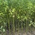 香樟原生苗50-250高，1-5分，基地直销，一手货源