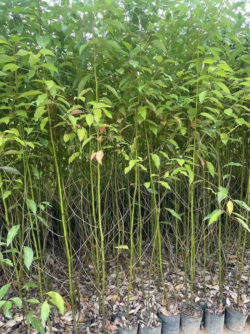 香樟原生苗50-280高，基地直销，一手货源，无中间商差价