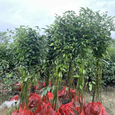 香樟原生苗50-280高，基地直销，一手货源，无中间商差价