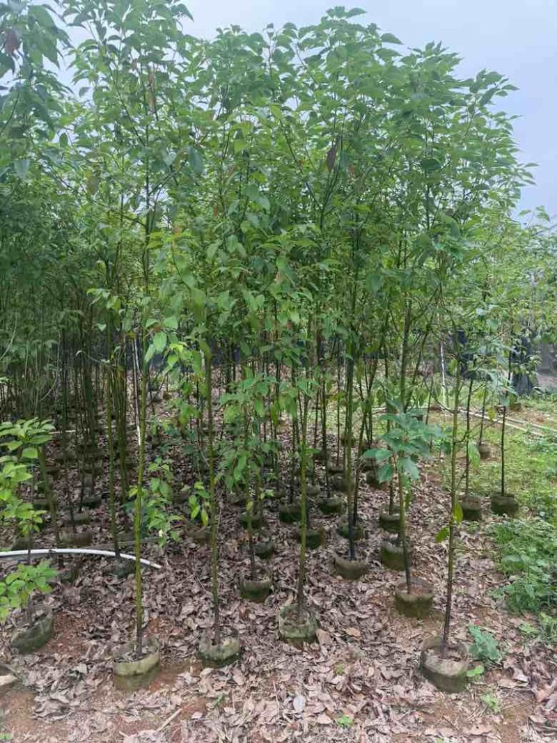 香樟原生苗50-280高，基地直销，一手货源，无中间商差价