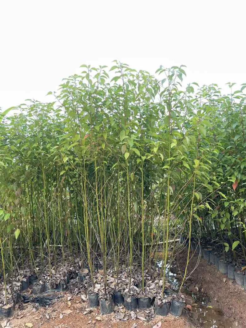 香樟原生苗50-280高，基地直销，一手货源，无中间商差价