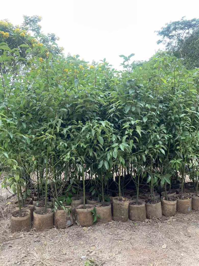 香樟原生苗50-280高，基地直销，一手货源，无中间商差价