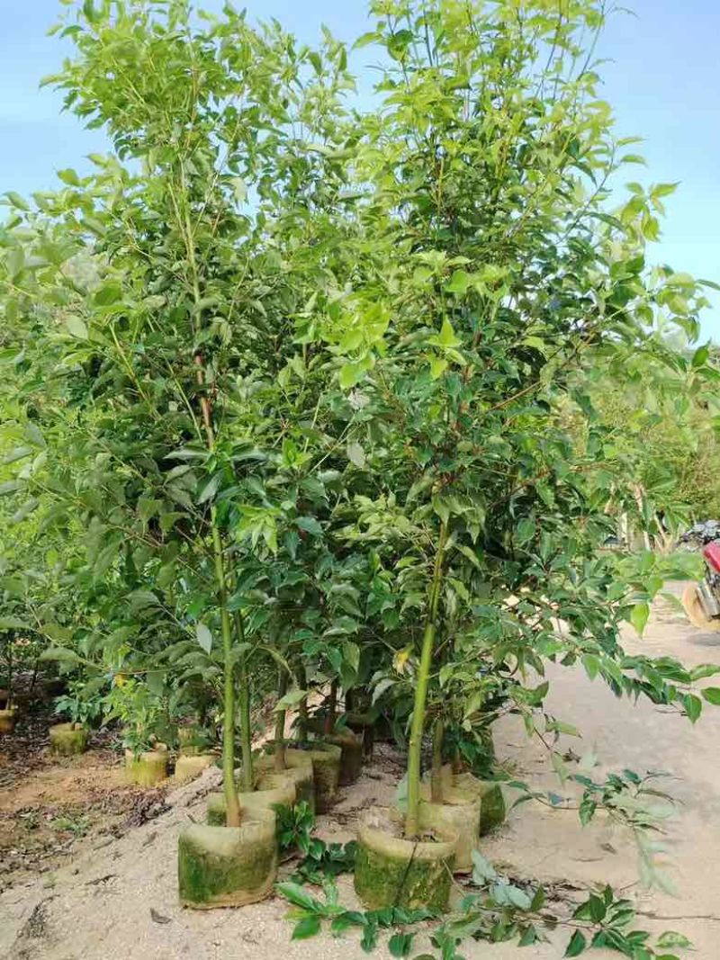香樟原生苗50-280高，基地直销，一手货源，无中间商差价