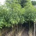 香樟原生苗50-280高，基地直销，一手货源，无中间商差价