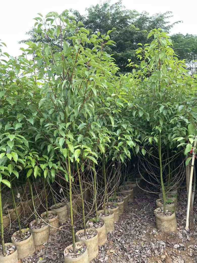 香樟原生苗50-280高，基地直销，一手货源，无中间商差价