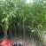 香樟原生苗50-280高，基地直销，一手货源，无中间商差价