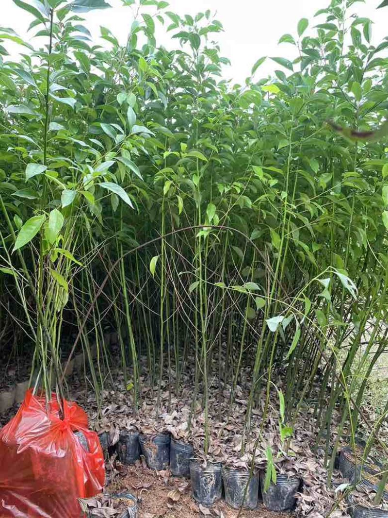 香樟原生苗50-280高，基地直销，一手货源，无中间商差价