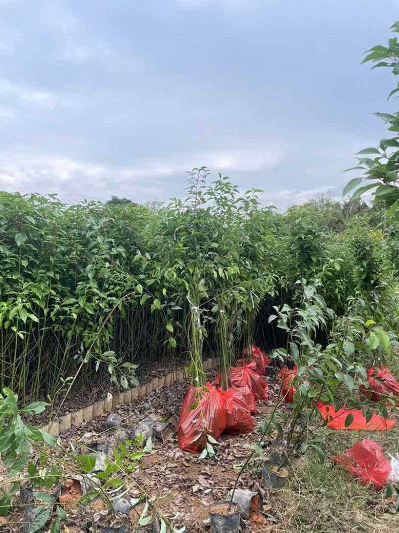 香樟原生苗50-280高，基地直销，一手货源，无中间商差价