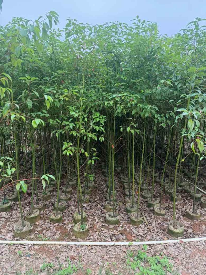 香樟原生苗50-280高，基地直销，一手货源，无中间商差价