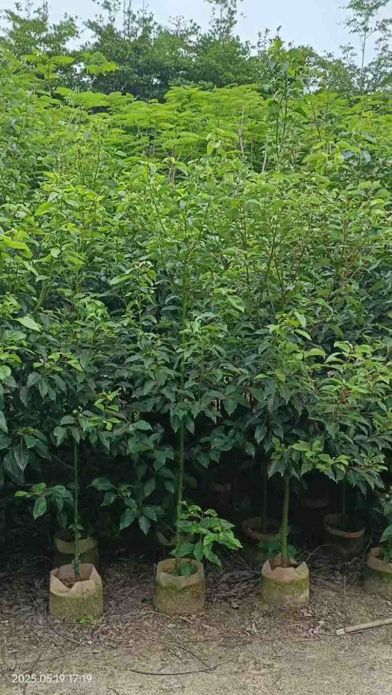 香樟原生苗1-5分，基地直销，一手货源，大量低价出售