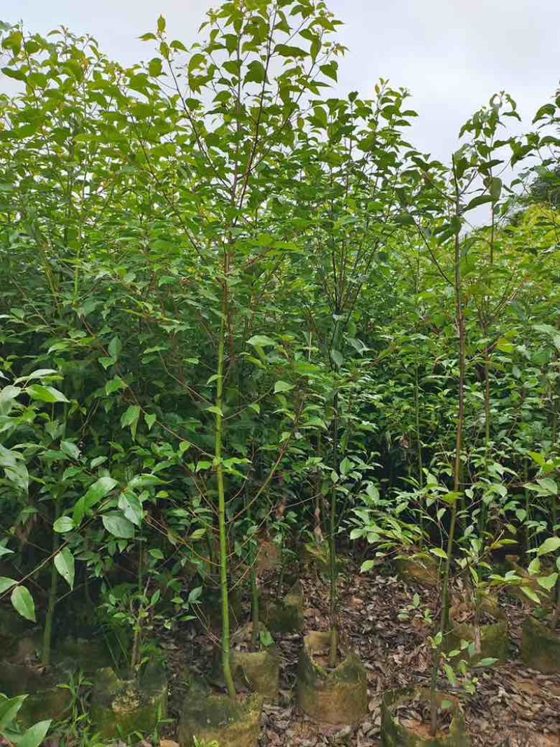 香樟原生苗1-5分，基地直销，一手货源，大量低价出售