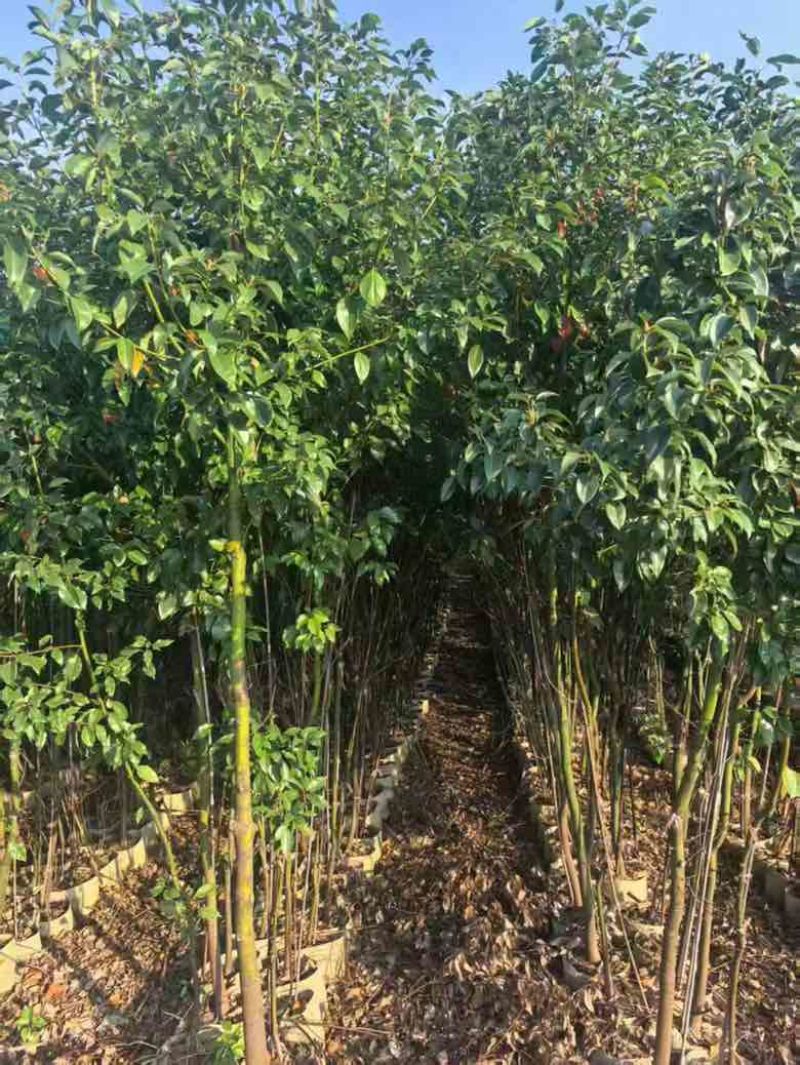 香樟原生苗1-5分，基地直销，一手货源，大量低价出售