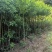 香樟原生苗1-5分，基地直销，一手货源，大量低价出售