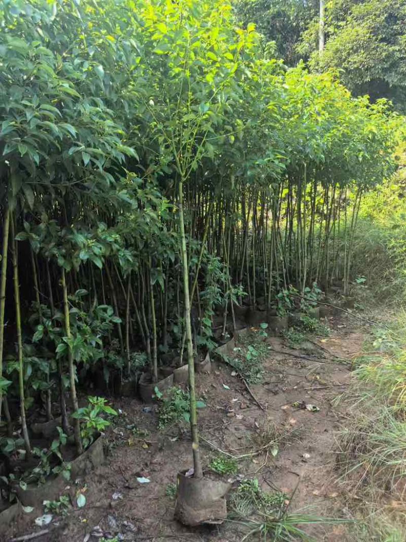 香樟原生苗1-5分，基地直销，一手货源，大量低价出售