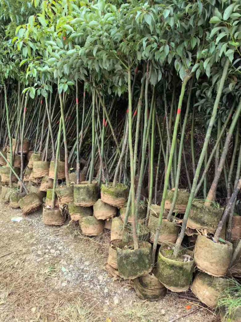 香樟原生苗1-5分，基地直销，一手货源，大量低价出售