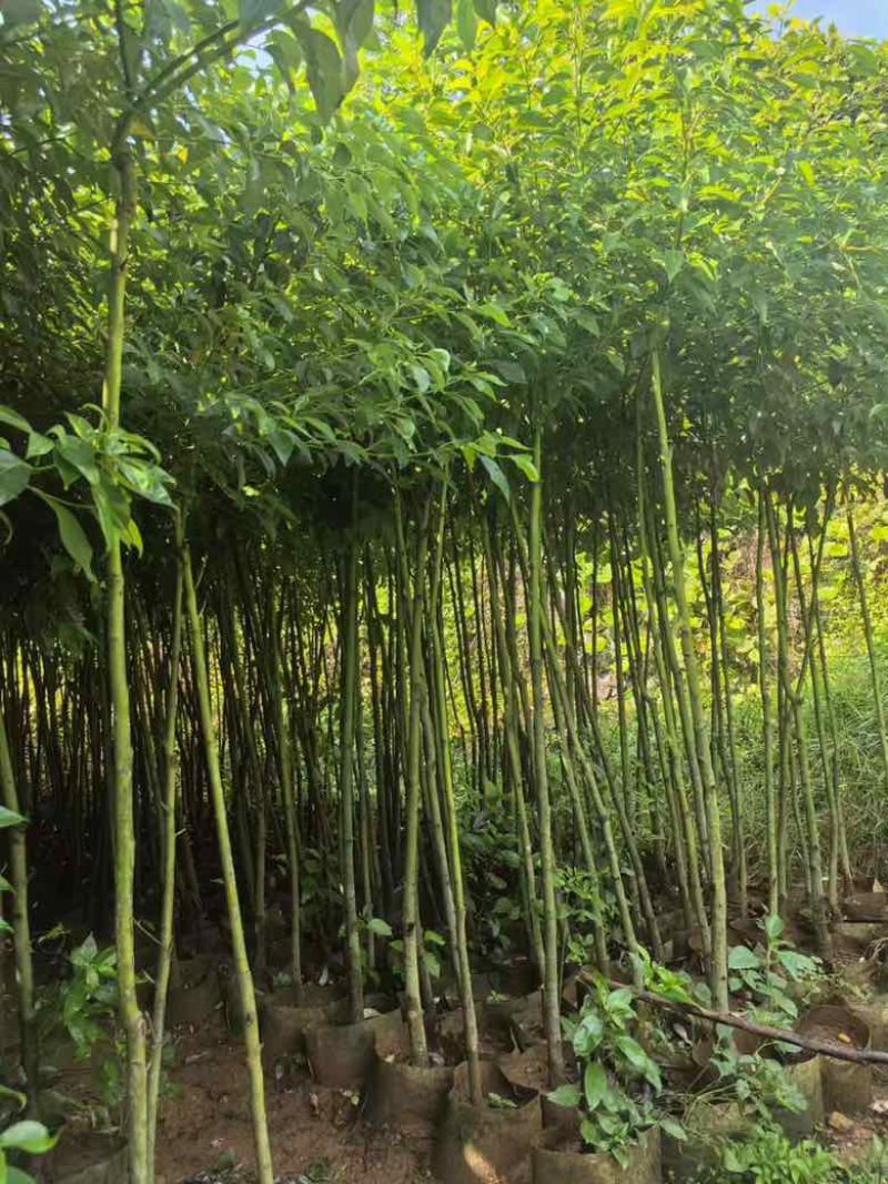 香樟原生苗1-5分，基地直销，一手货源，大量低价出售