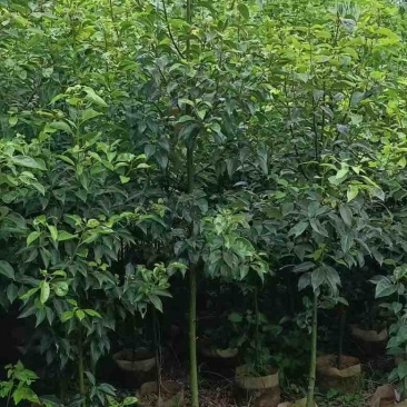 香樟原生苗1-5分，基地直销，一手货源，大量低价出售